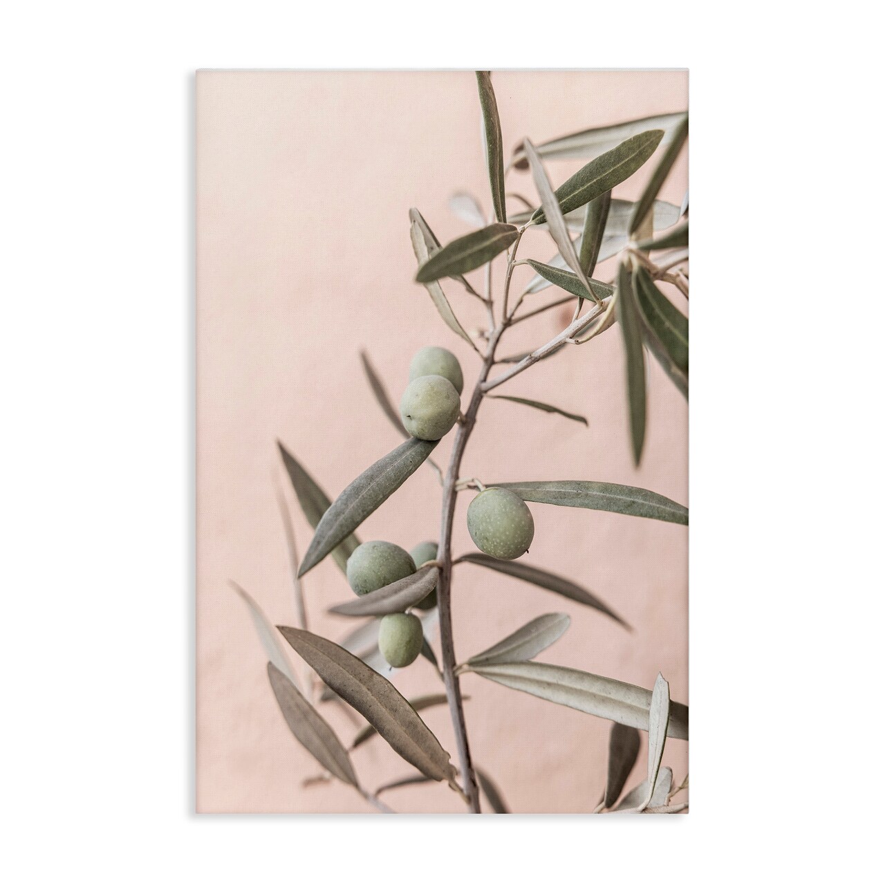 Stupell Industries Spanish Olive Branch Canvas Wall Art Design by Sisi and Seb
